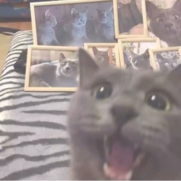 Meet your Posher, Tonka Jahari - Picture 12 of 12